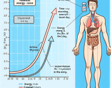 Cómo influye Cytomel en el rendimiento al final del día