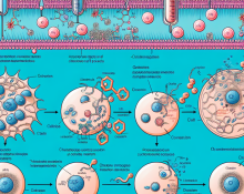 Cómo influye Finasteride en el volumen celular